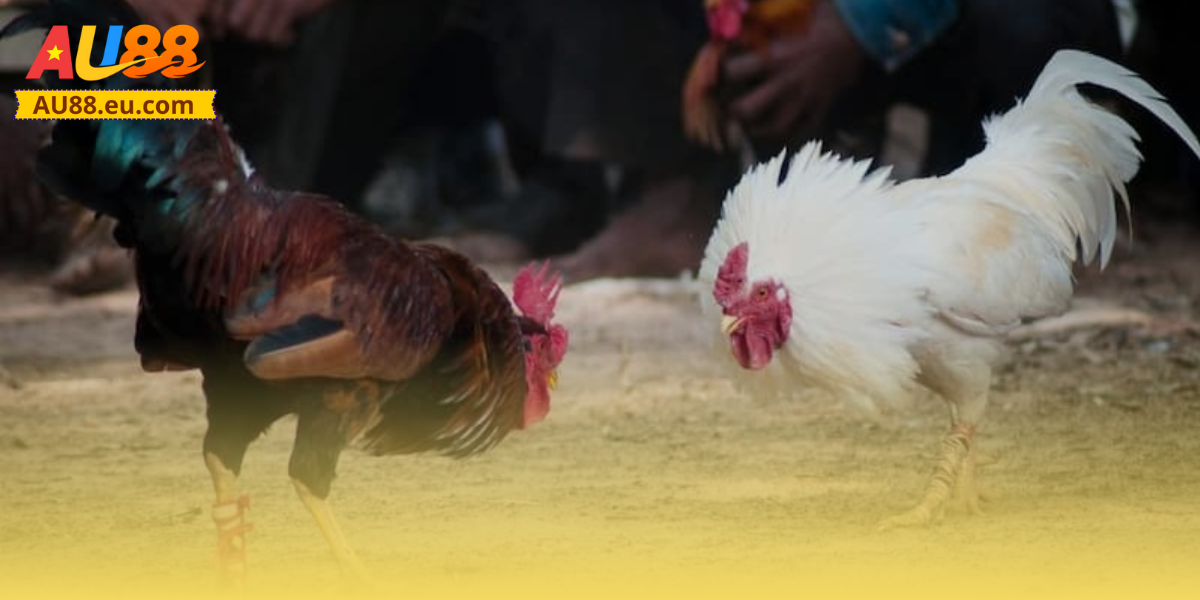 Luật chơi đá gà Thomo Au88 dành cho tân thủ