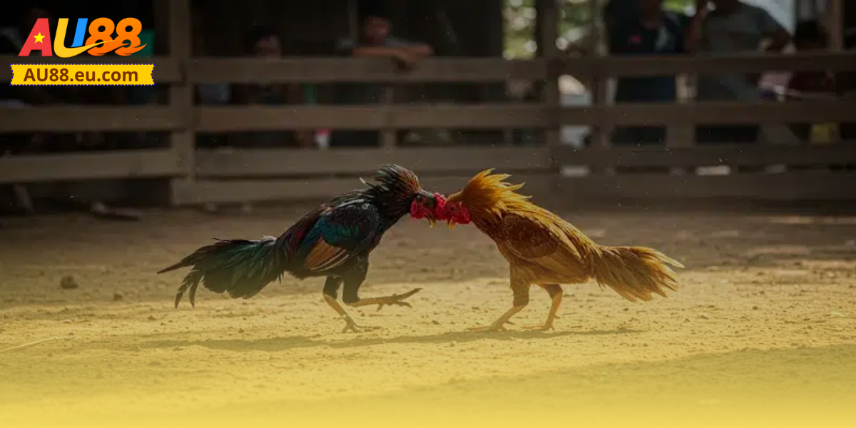 Các loại hình đá gà Thomo phổ biến tại Au88