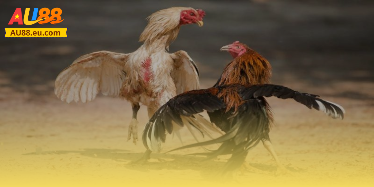 Đá Gà Thomo Au88: Kịch Tính Sân Đấu, Thắng Lớn Mỗi Ngày