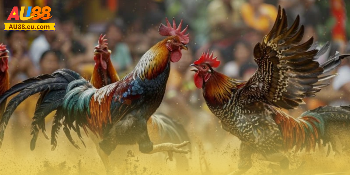 Hướng dẫn tham gia cá cược đá gà trực tiếp Au88